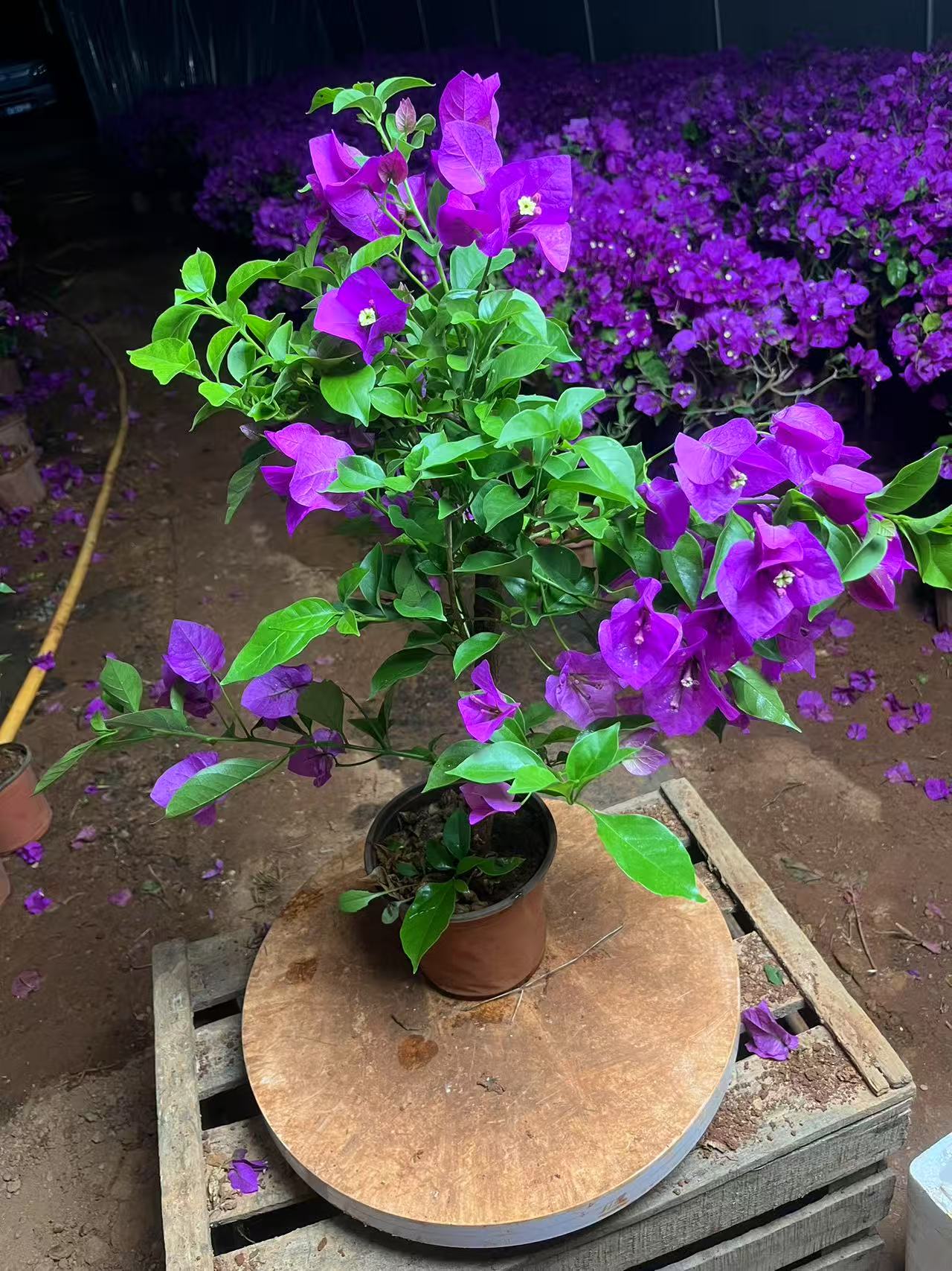 带花带叶带土带根带盆的三角梅云南紫