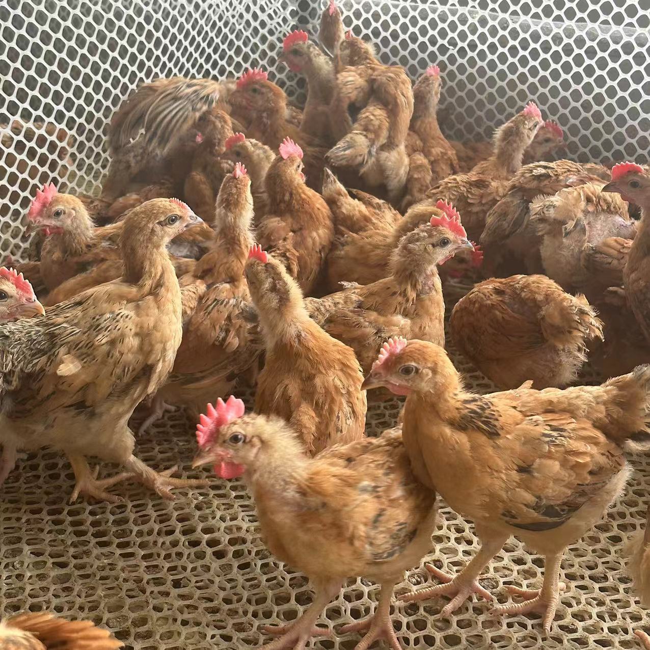 九斤红脱温鸡疫苗齐全半斤发货