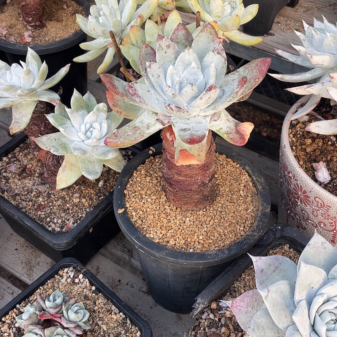 晨溪园艺仙女杯呀