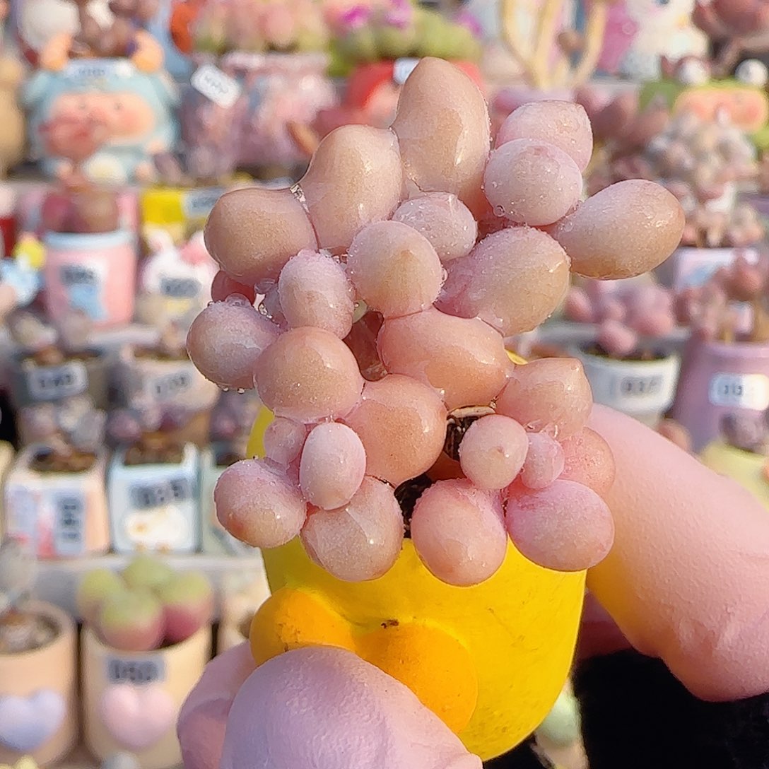 手捧桃蛋 盆口2cm