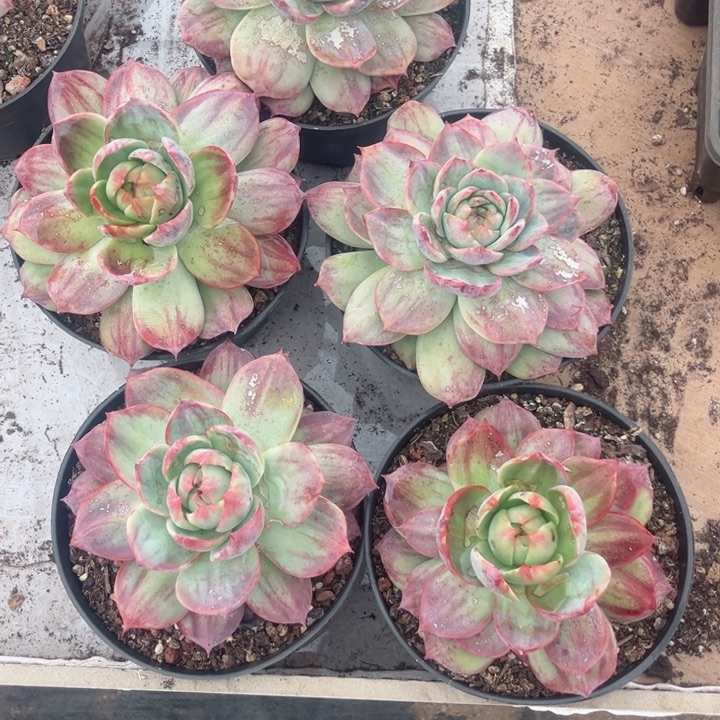 霏***园惊鸿仙子多肉植物（有伤不售后）