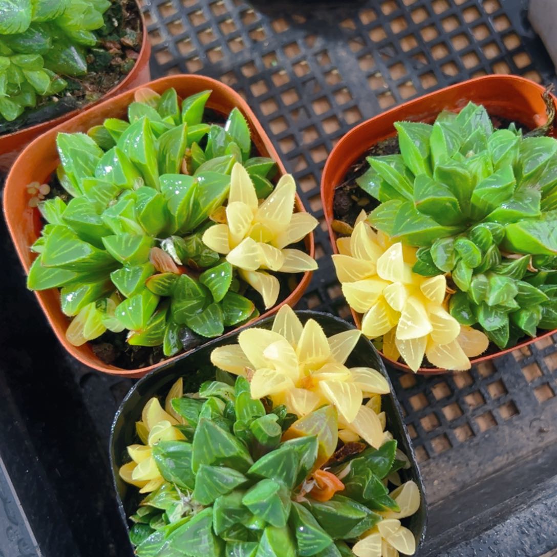 姬寿锦多肉多肉多肉一颗