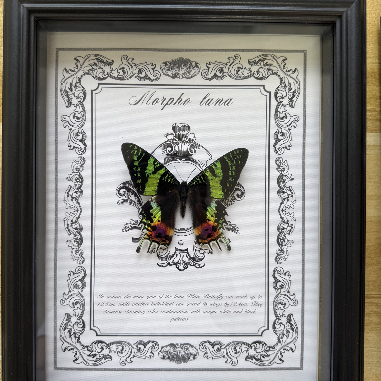 日月同辉太阳蛾单只豪华版真蝴蝶标本家居装饰画情人节礼物