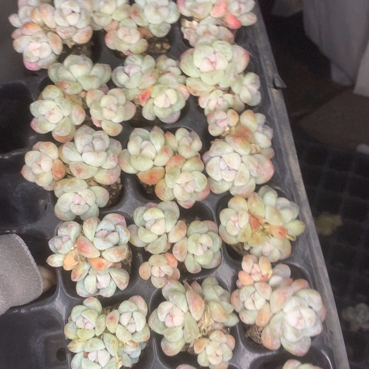 冰玉三头10颗。包邮。多肉