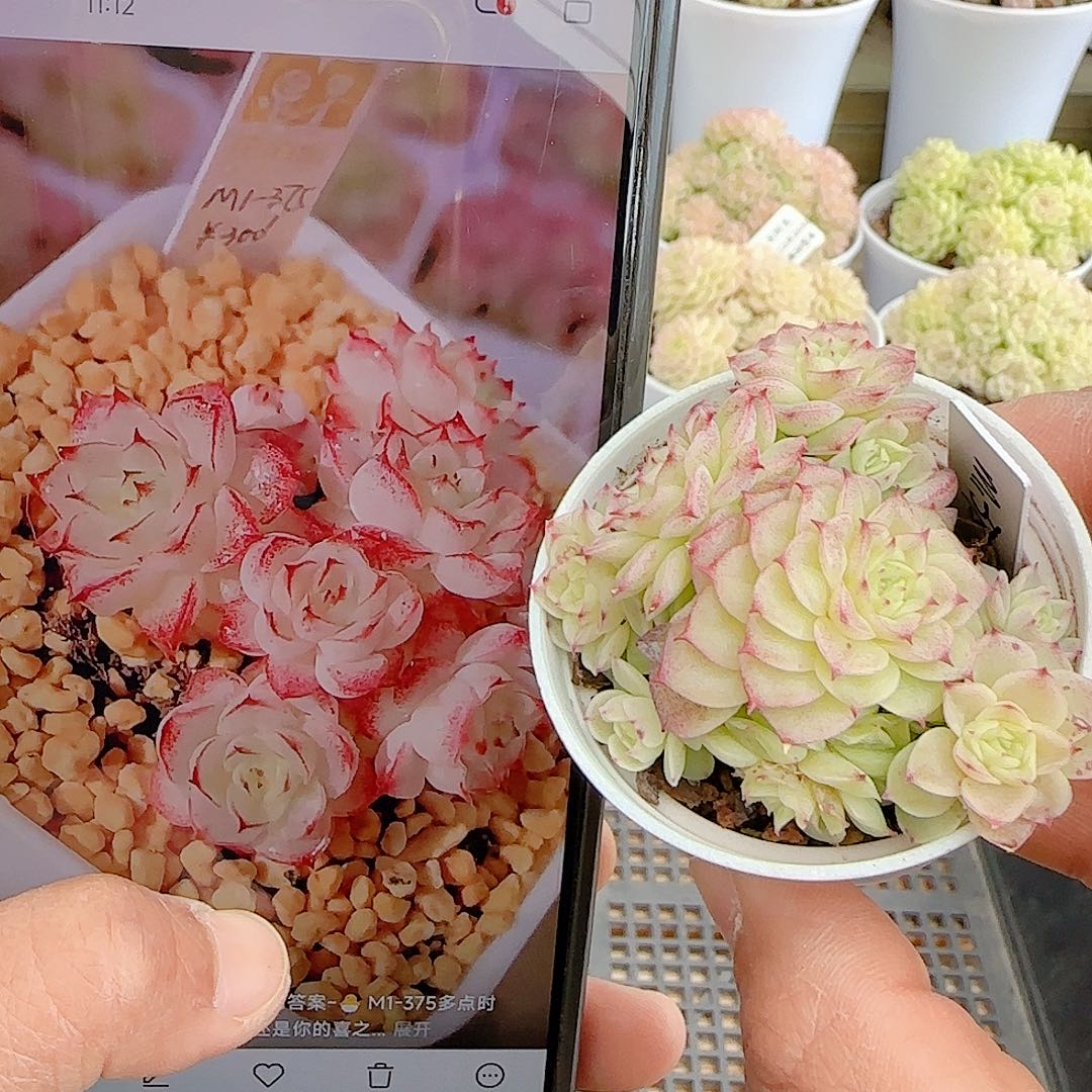 1224-94（m1-375）优选