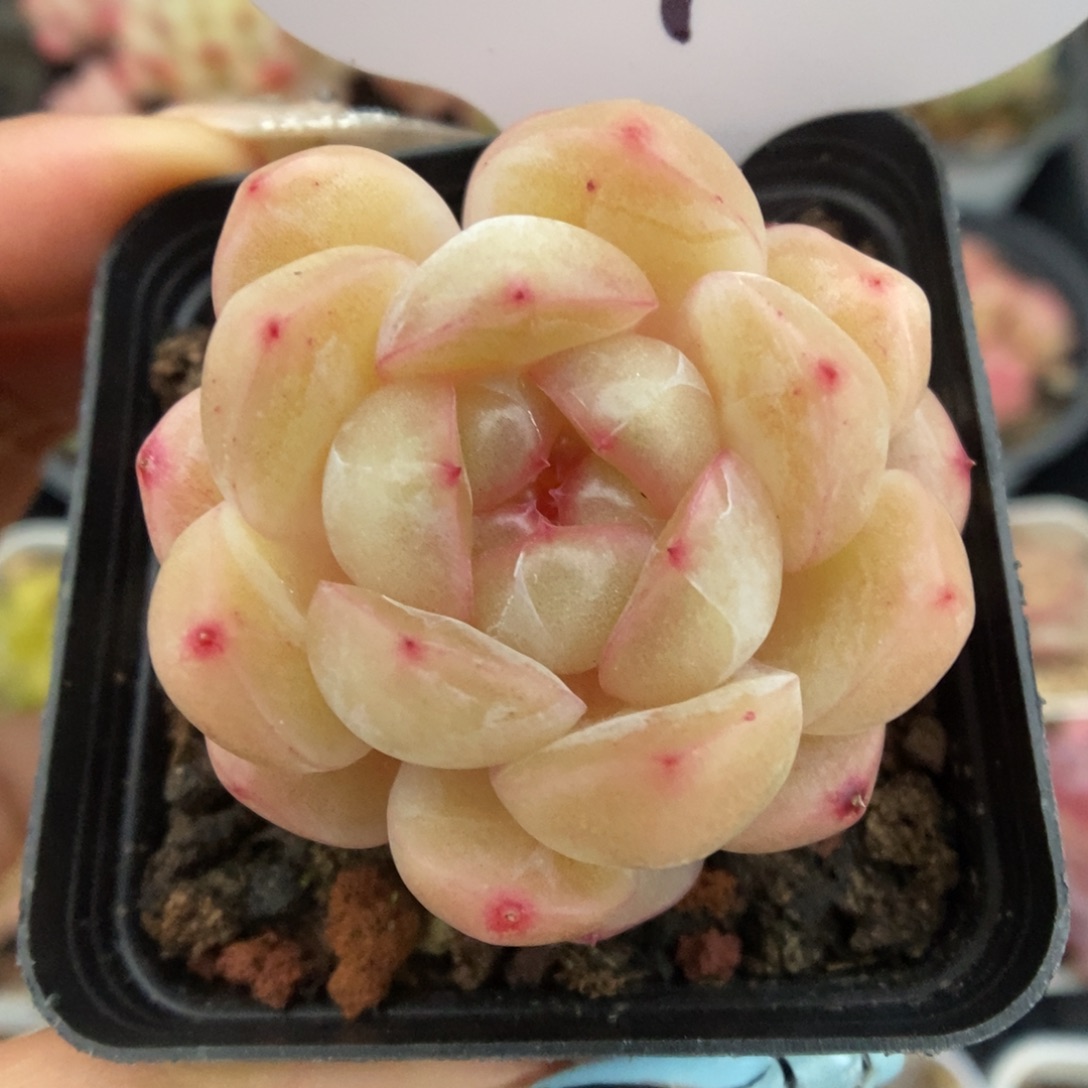 白雪珍妮可拍501号。  