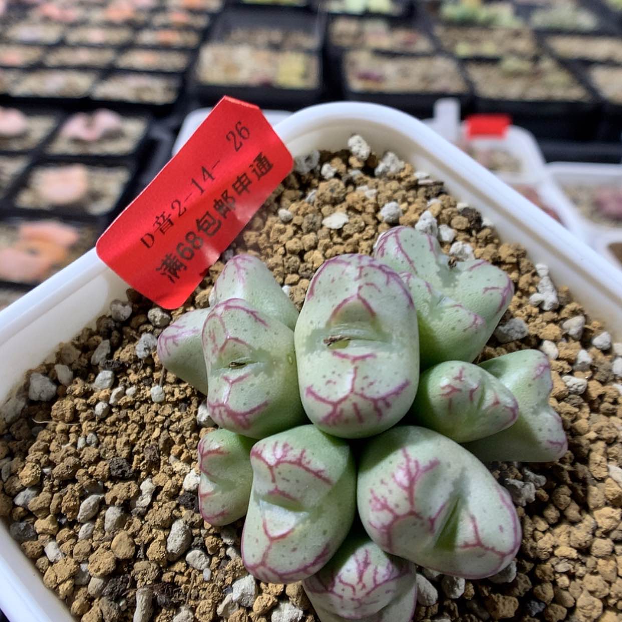 【闪购商品】2-14-26 超级笑脸一群 特520