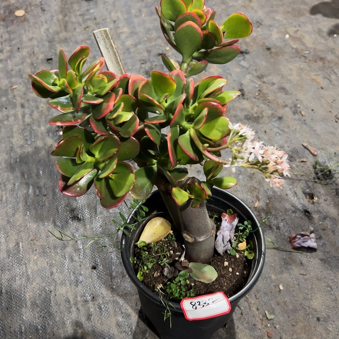 风***稀有黄金花月带盆发货8332