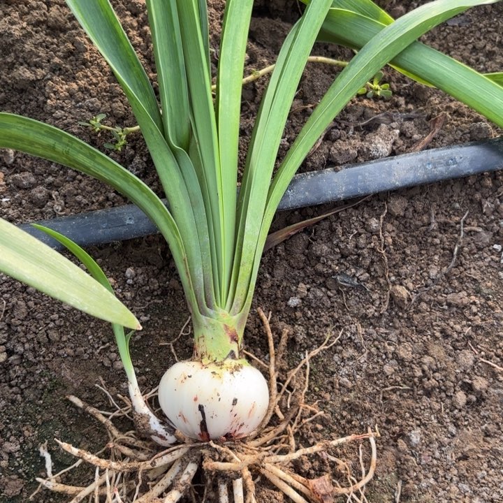 无花朵星***美珊瑚之星包对版6268