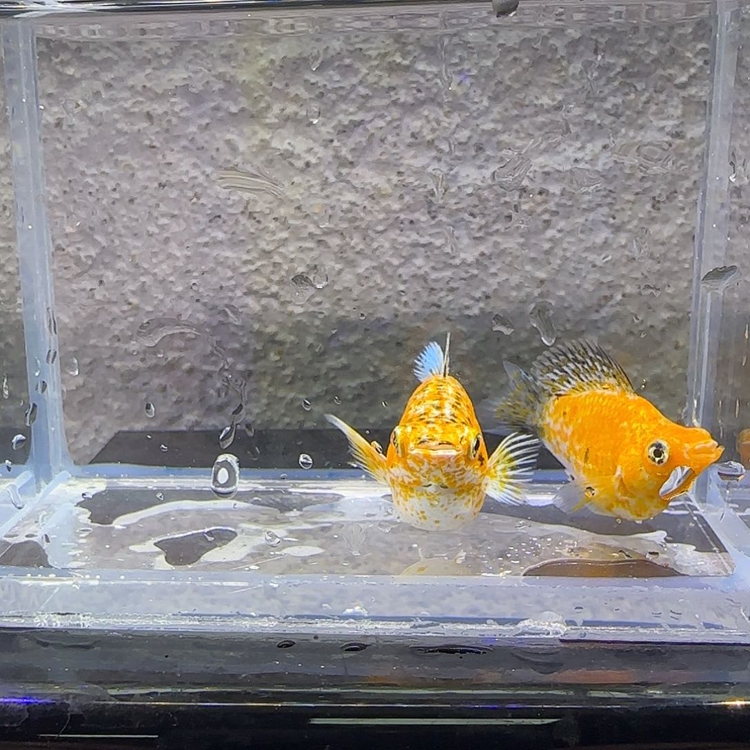 黑玛丽鱼皮卡丘玛丽。27号