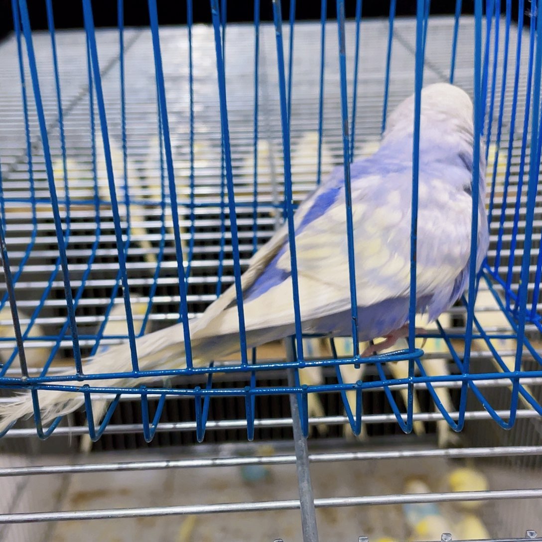 虎皮鹦鹉虎皮鹦鹉