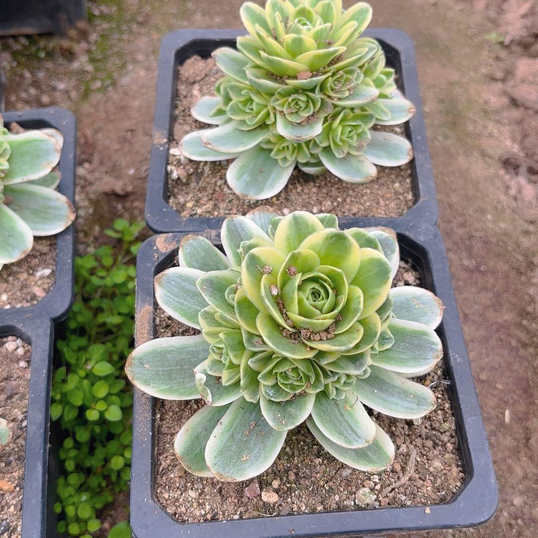 春晓多肉植物两颗