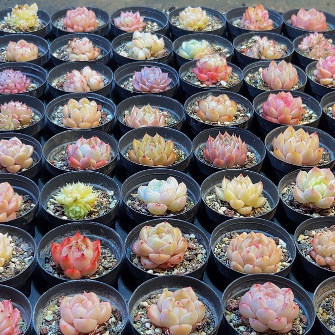 478多肉葡萄的价格是什么样