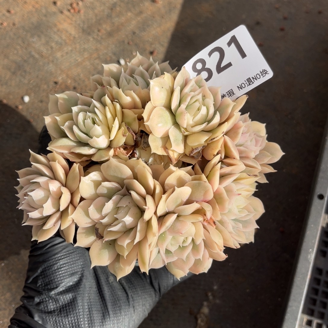 821号新疆西藏内蒙古不包邮