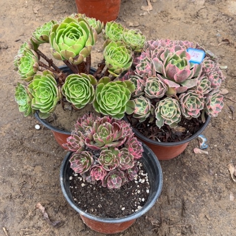 625多肉植物组合，