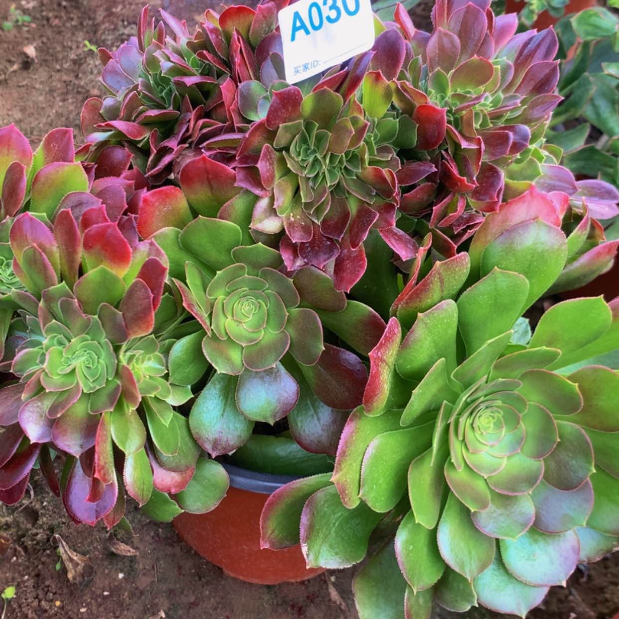 【闪购商品】30玫瑰多肉