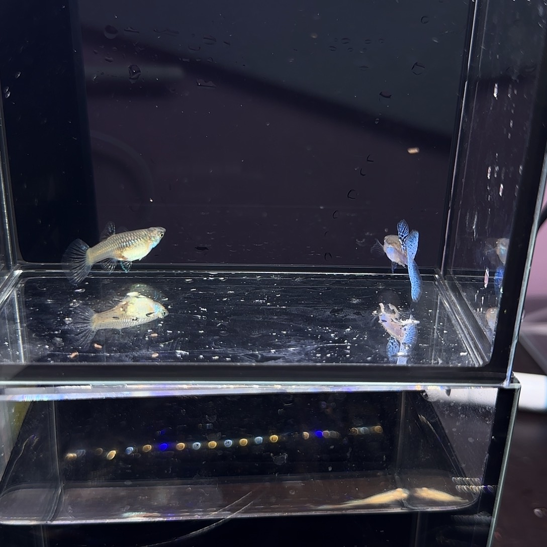 孔雀鱼蓝草一对！！