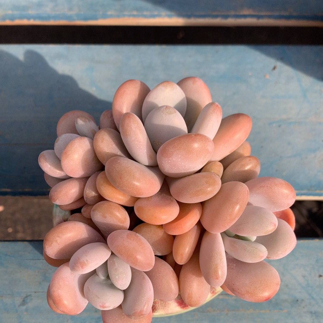 拉拉奶无砍平头一物一拍