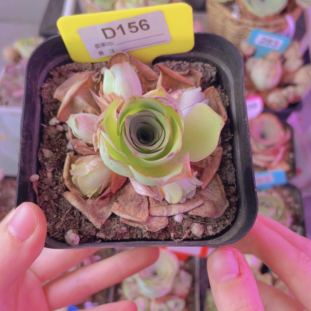 彭***霞山地玫瑰156号小玉一物一拍