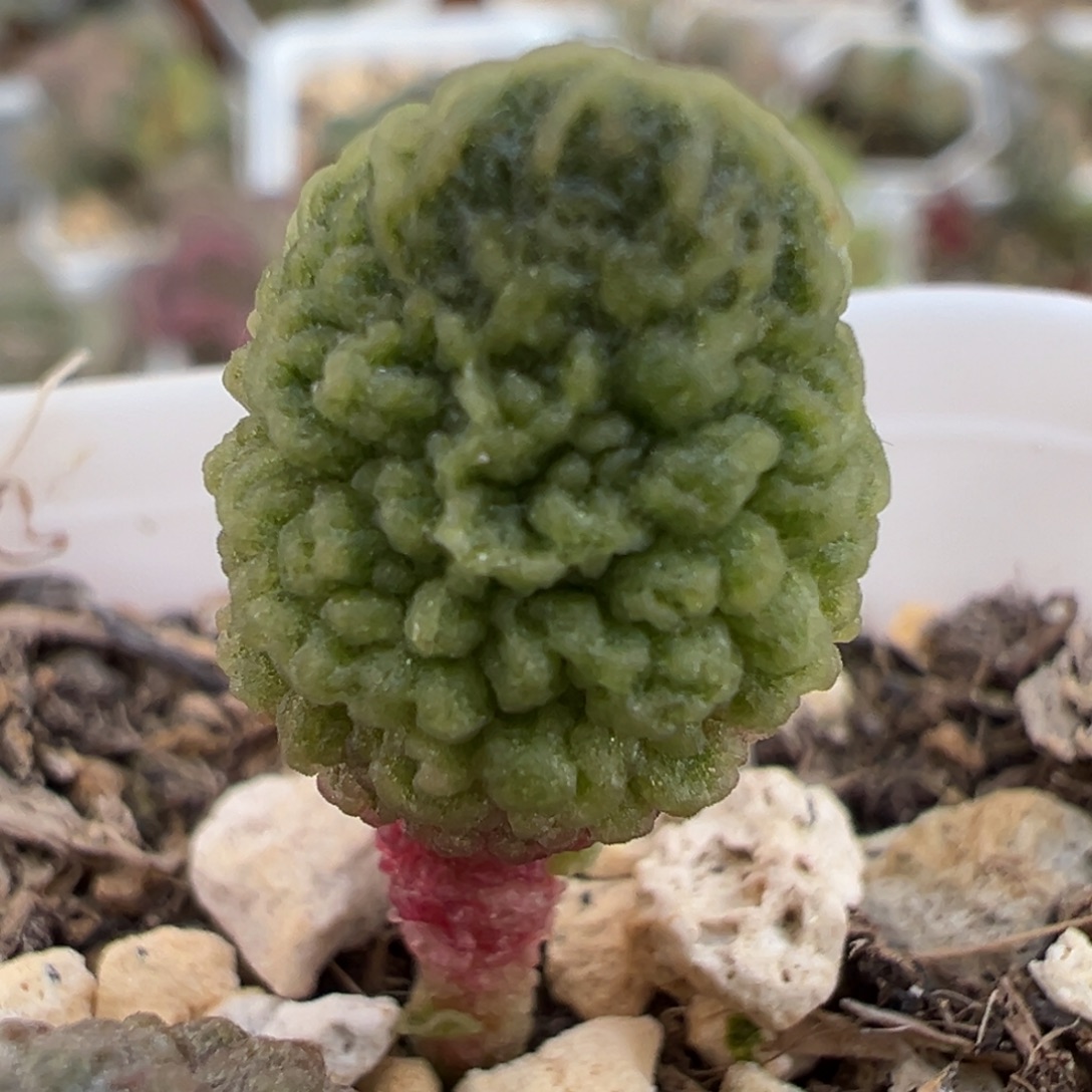 满脑纹实生新品多肉植物水泡
