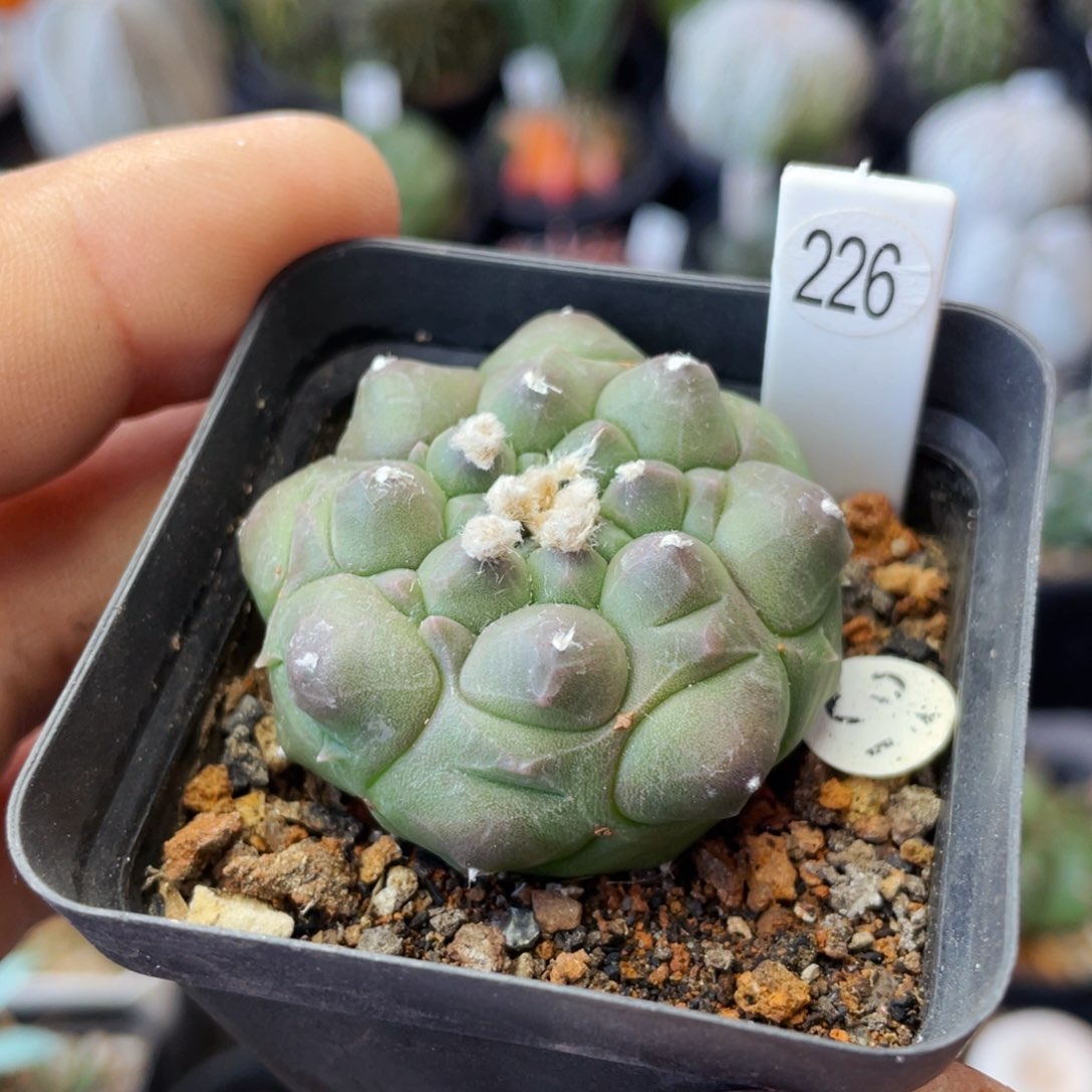 仙人球满28包邮盆口径5公分角优龟甲兜3.8公分