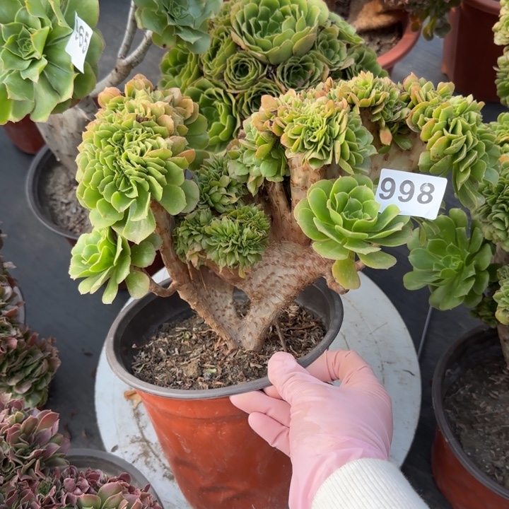 ****令多肉植物绿羊绒缀998