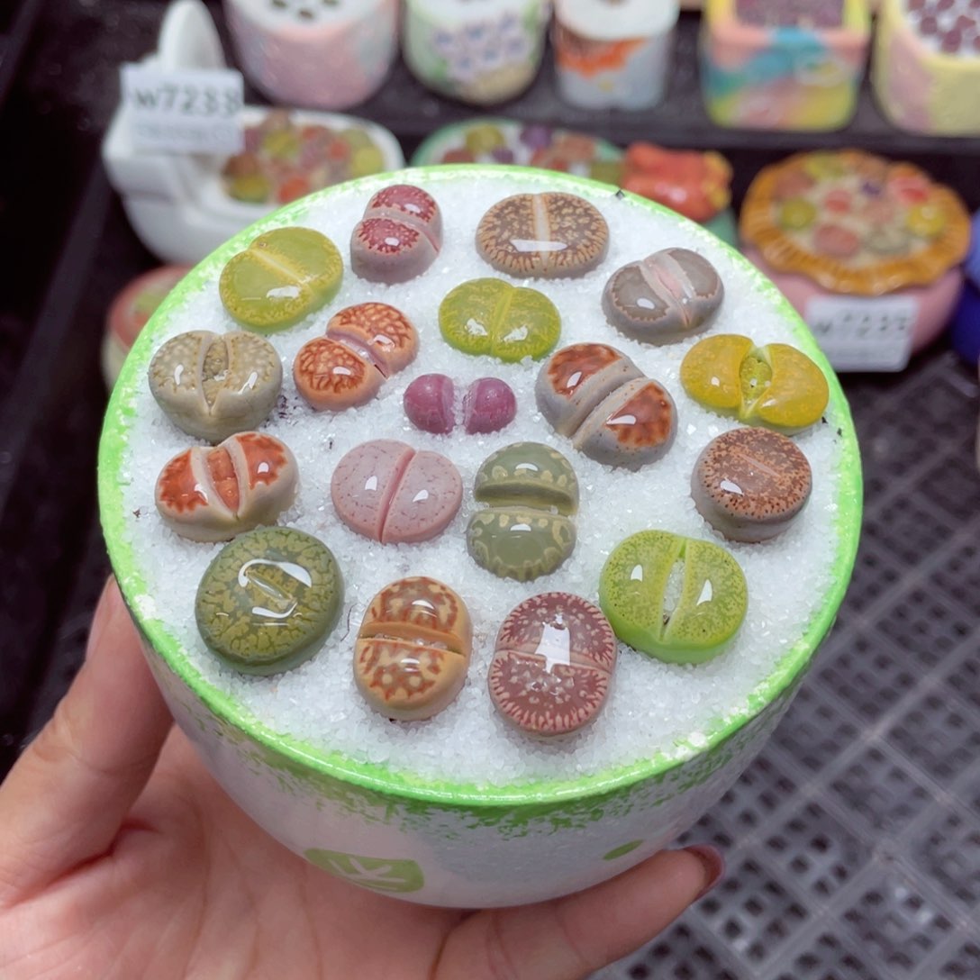 w7242 -零下地区拍保温箱-15支持寄养