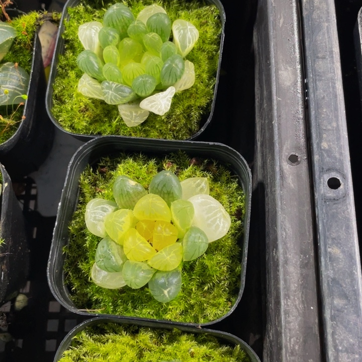 琥珀玉露带哦土发