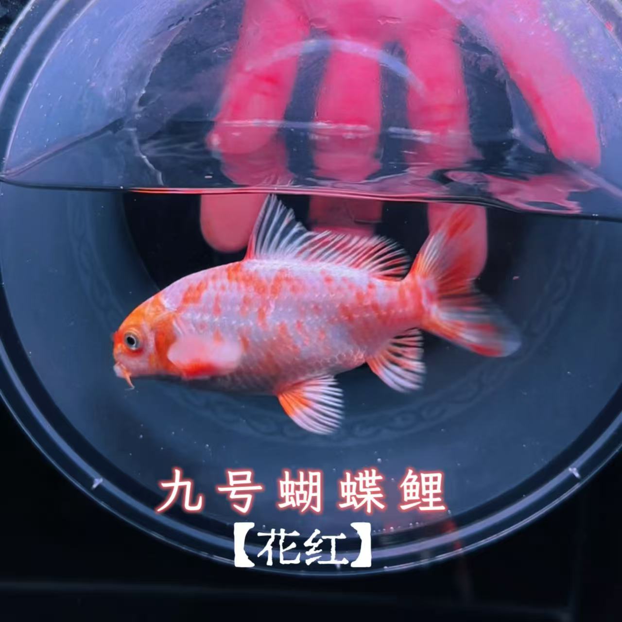 【九号】普身红鱼花红蝴蝶鲤 一鱼一拍 对版发货 实物以直播间为准 