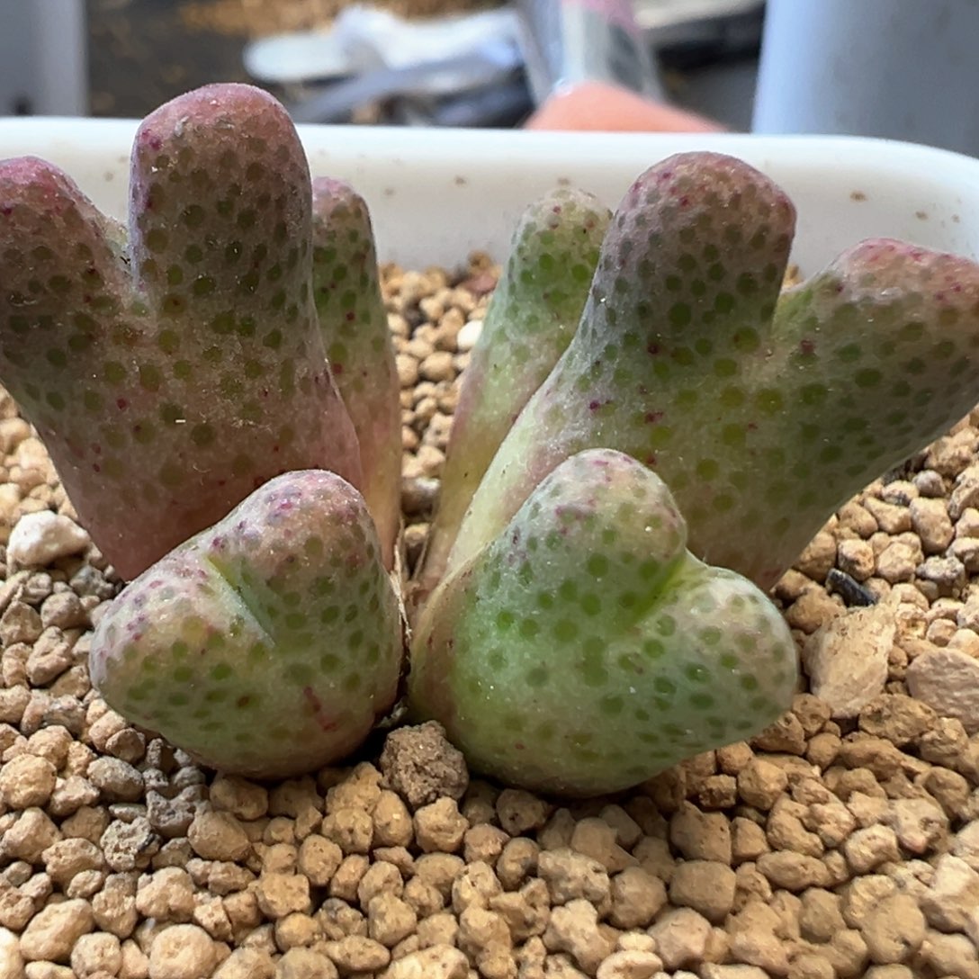 大型斑马肉锥植物