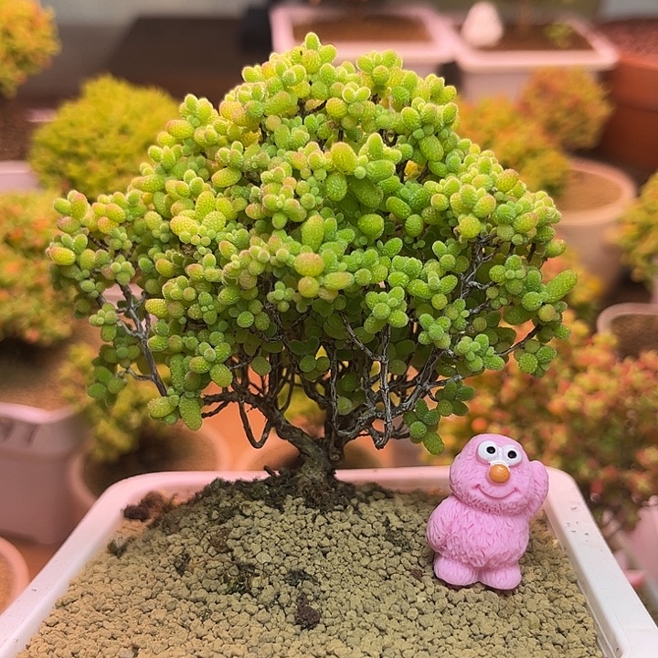 无花朵309蜜桔可爱多肉