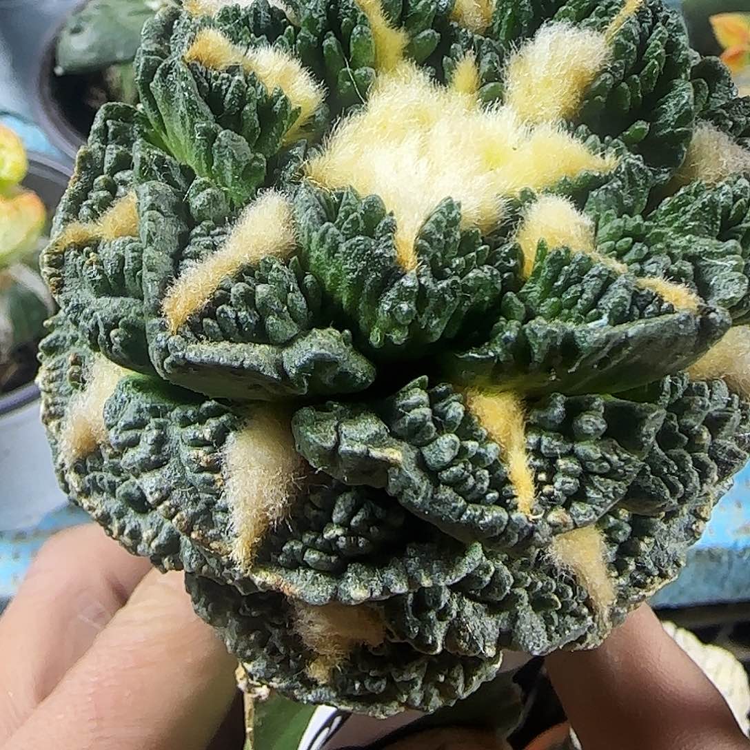 龟甲牡丹914仙人球开花