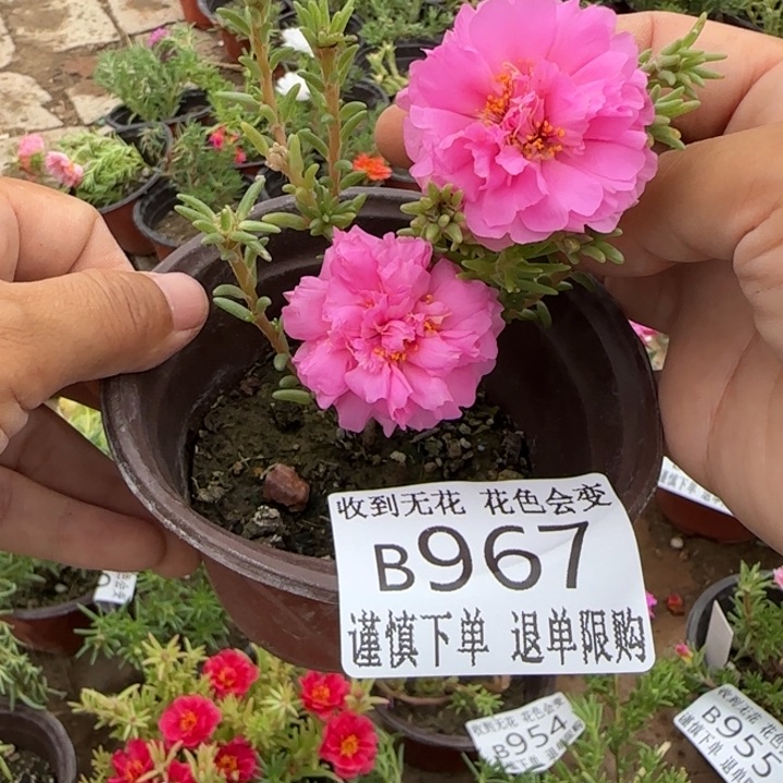 无花朵B967超小苗盆口10cm