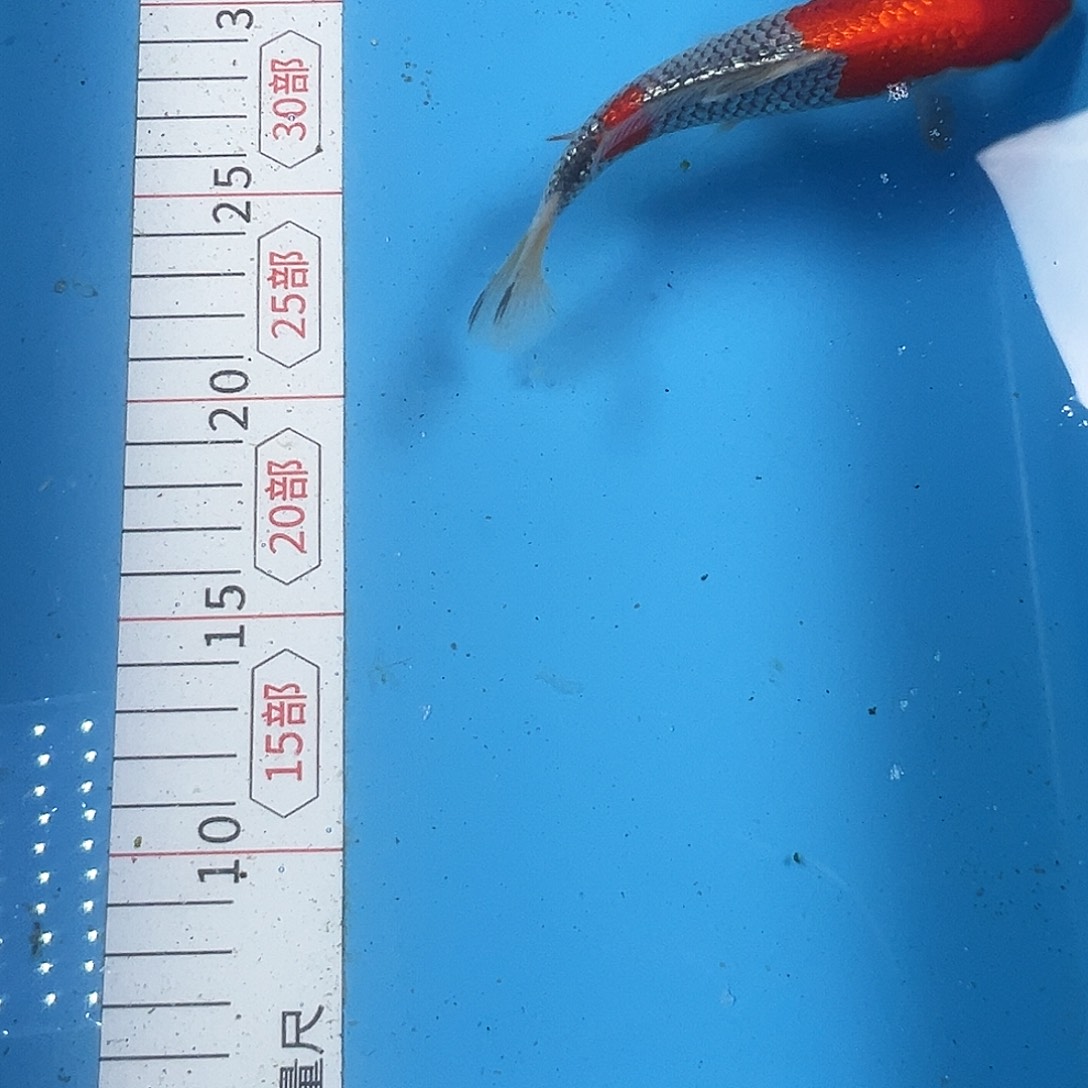 锦鲤鑫泓锦鲤养殖