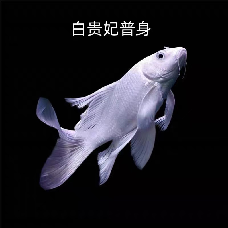 13 - 15厘米普身冷水蝴蝶鲤观赏鱼