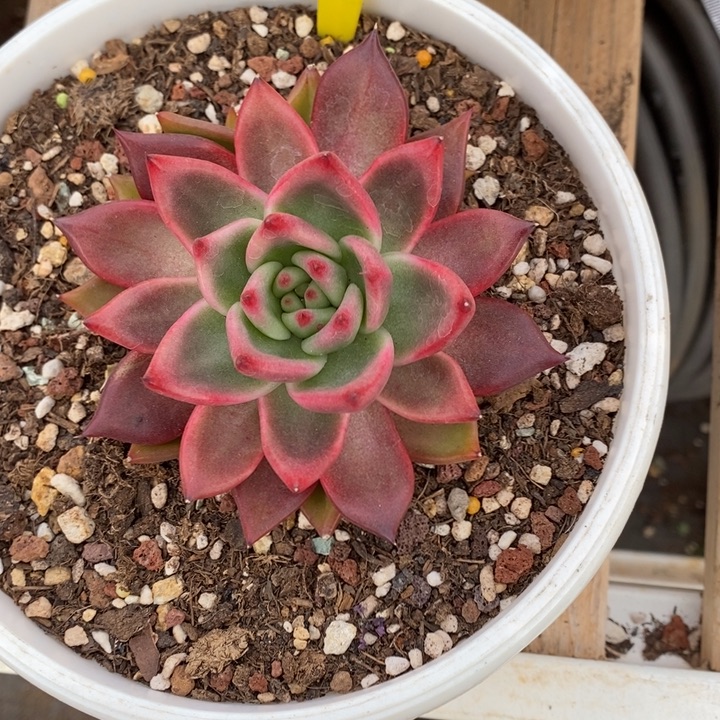 东云056号直播福利