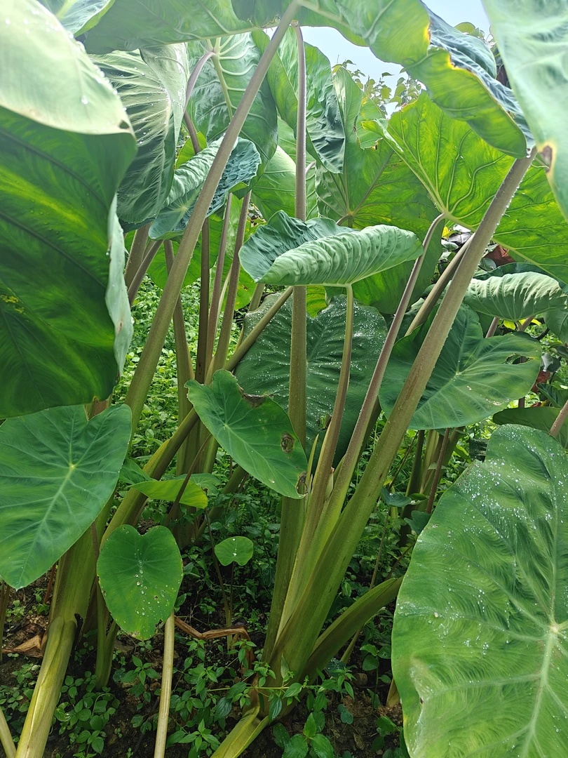 巨型大叶象耳芋老桩观叶绿植适合室内外庭院造景