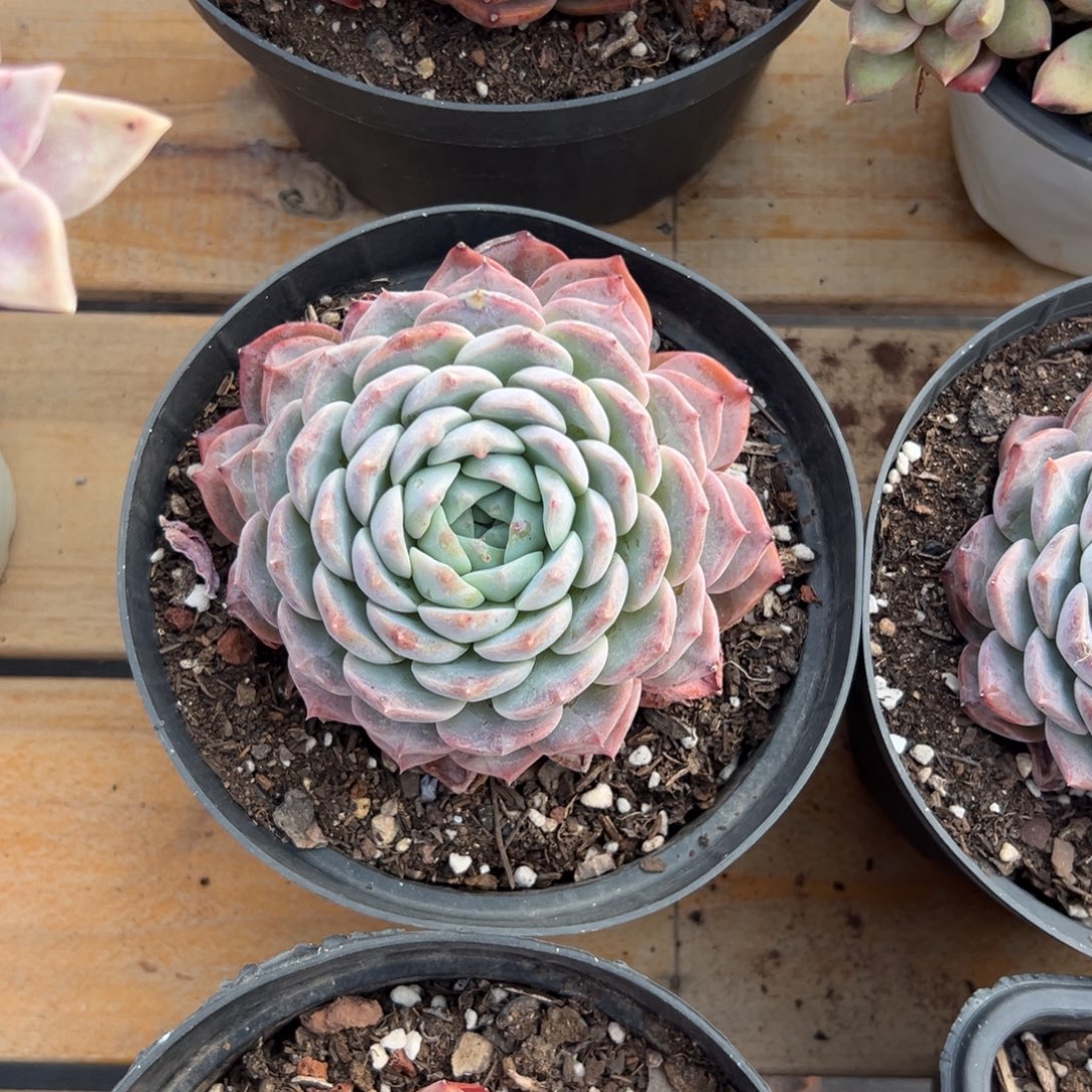 多肉单头冰魄【非偏远满18包邮】