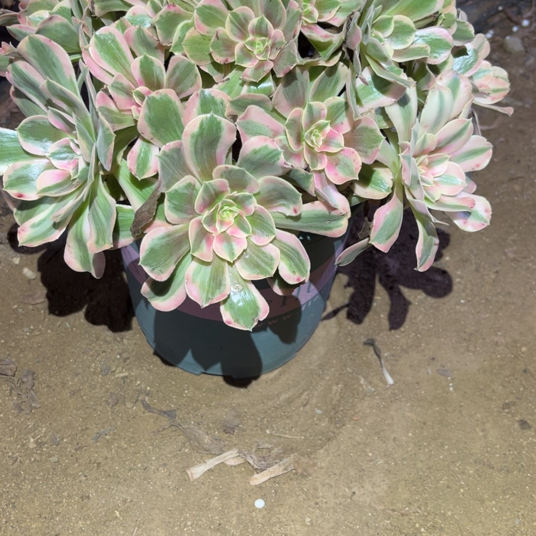 男神大手捧497号法师