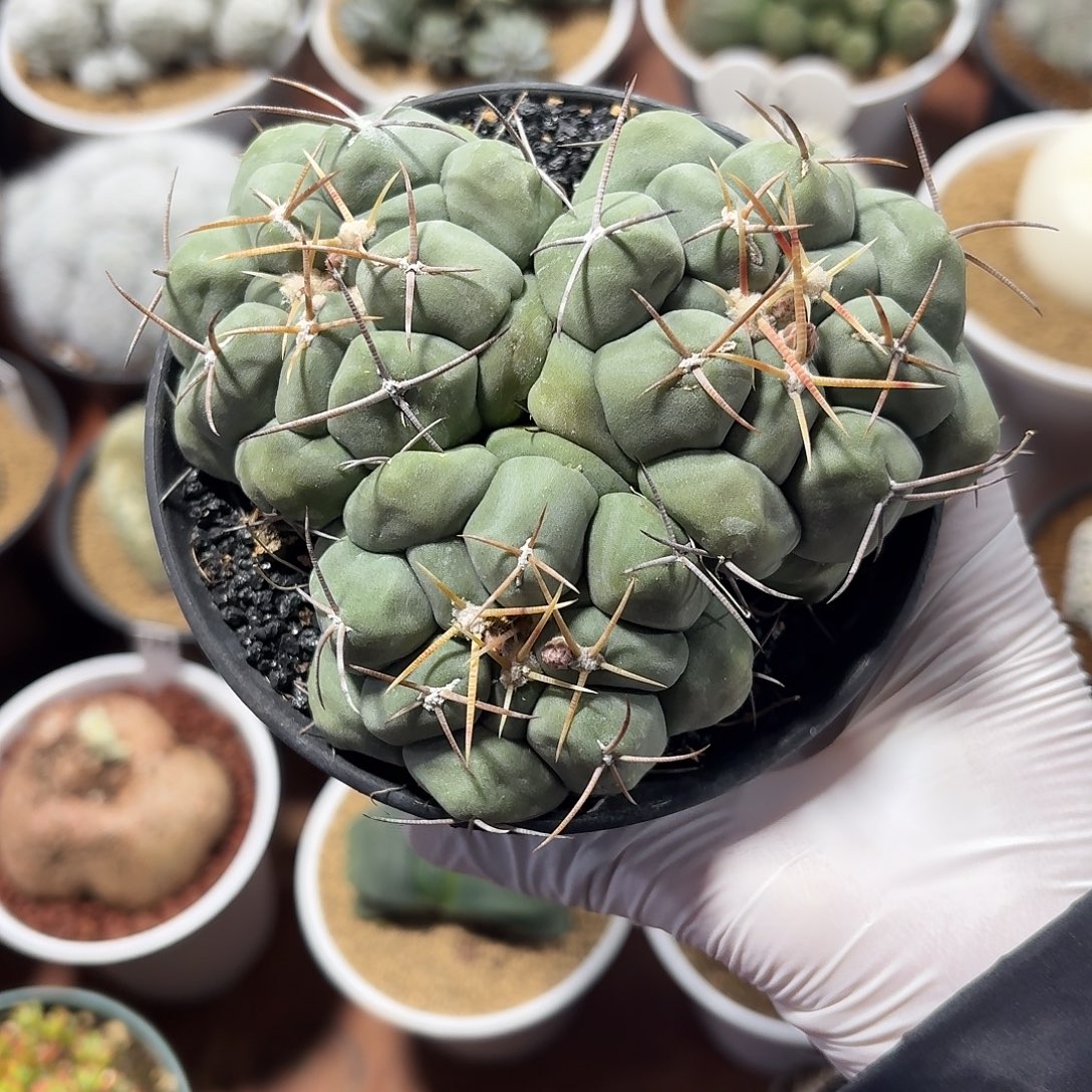 晴***天三头白肌天晃丸4234