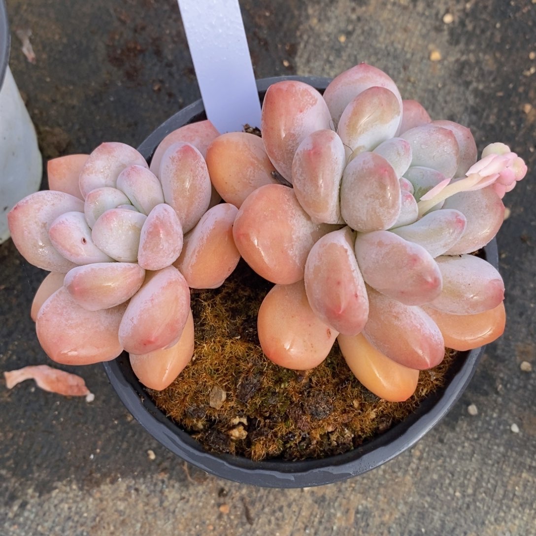 可问主播品种，下滑链接更多品种选择