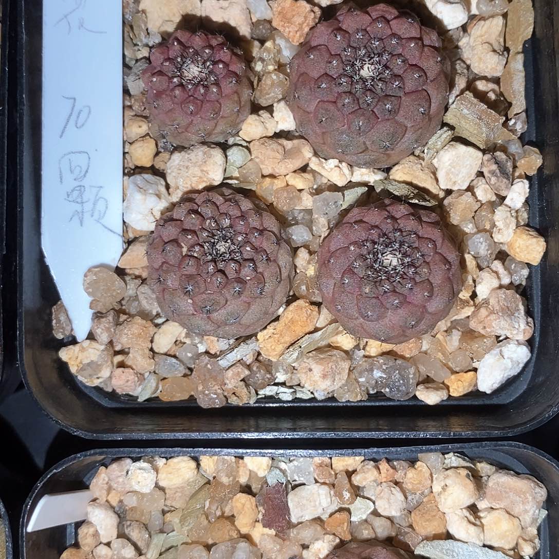 花*?土土土花花花花花花花花花花