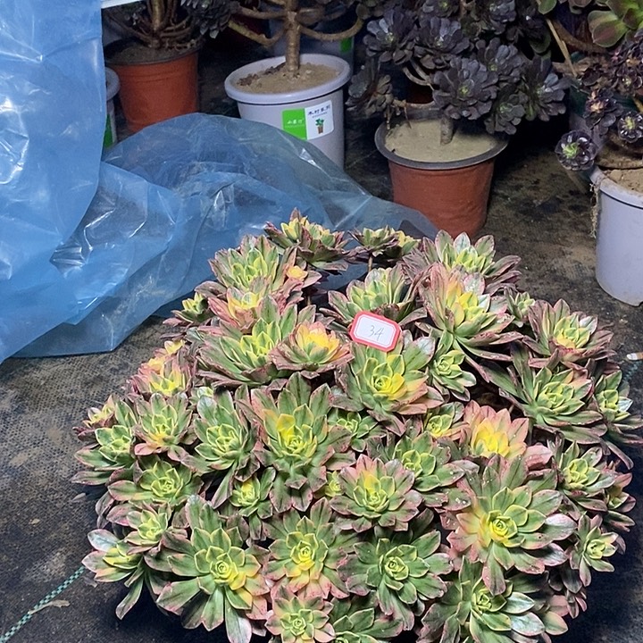 杨***姐34，甜茶有瑕多肉法师多肉法师