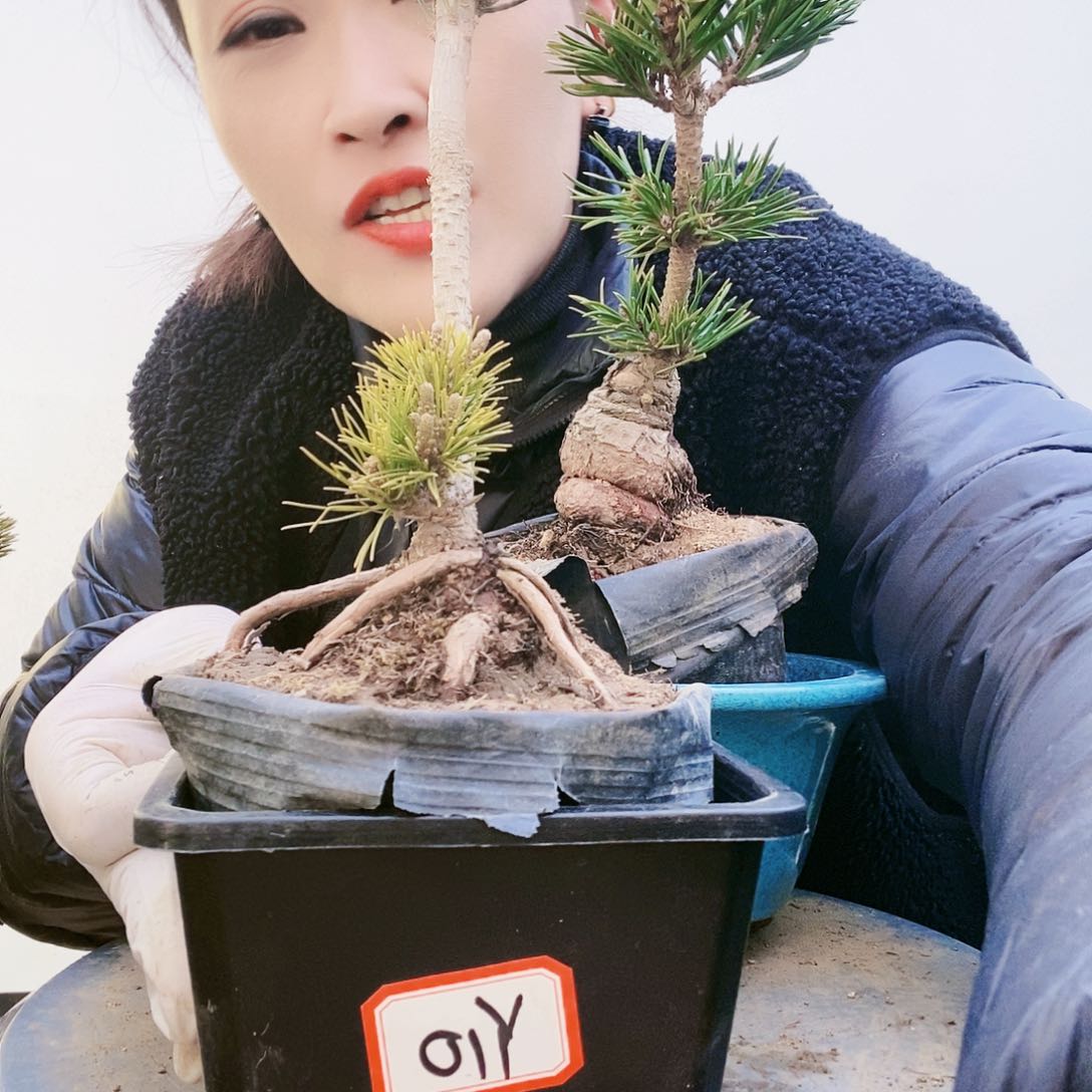 植物形态多年生草本