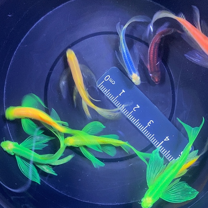 斑马鱼蝶翼斑马自选8送一