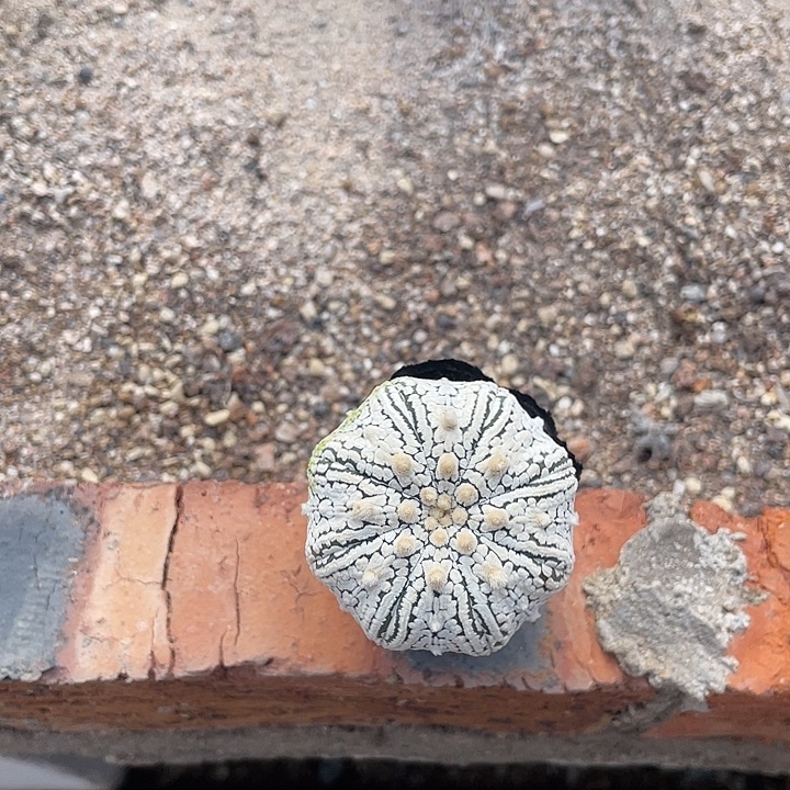 实生浓白流水超兜福利