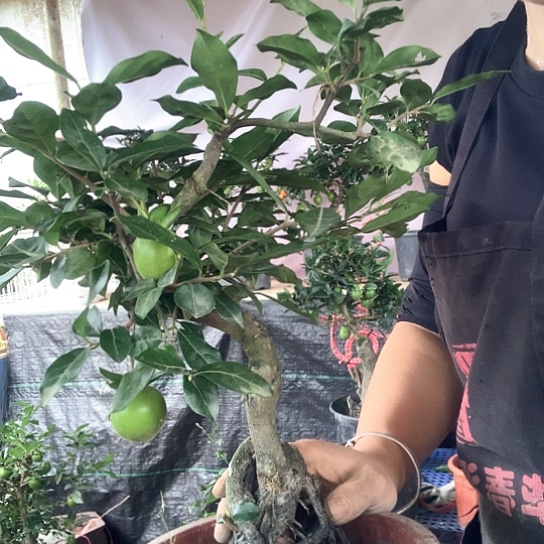 无花朵金弹子血红