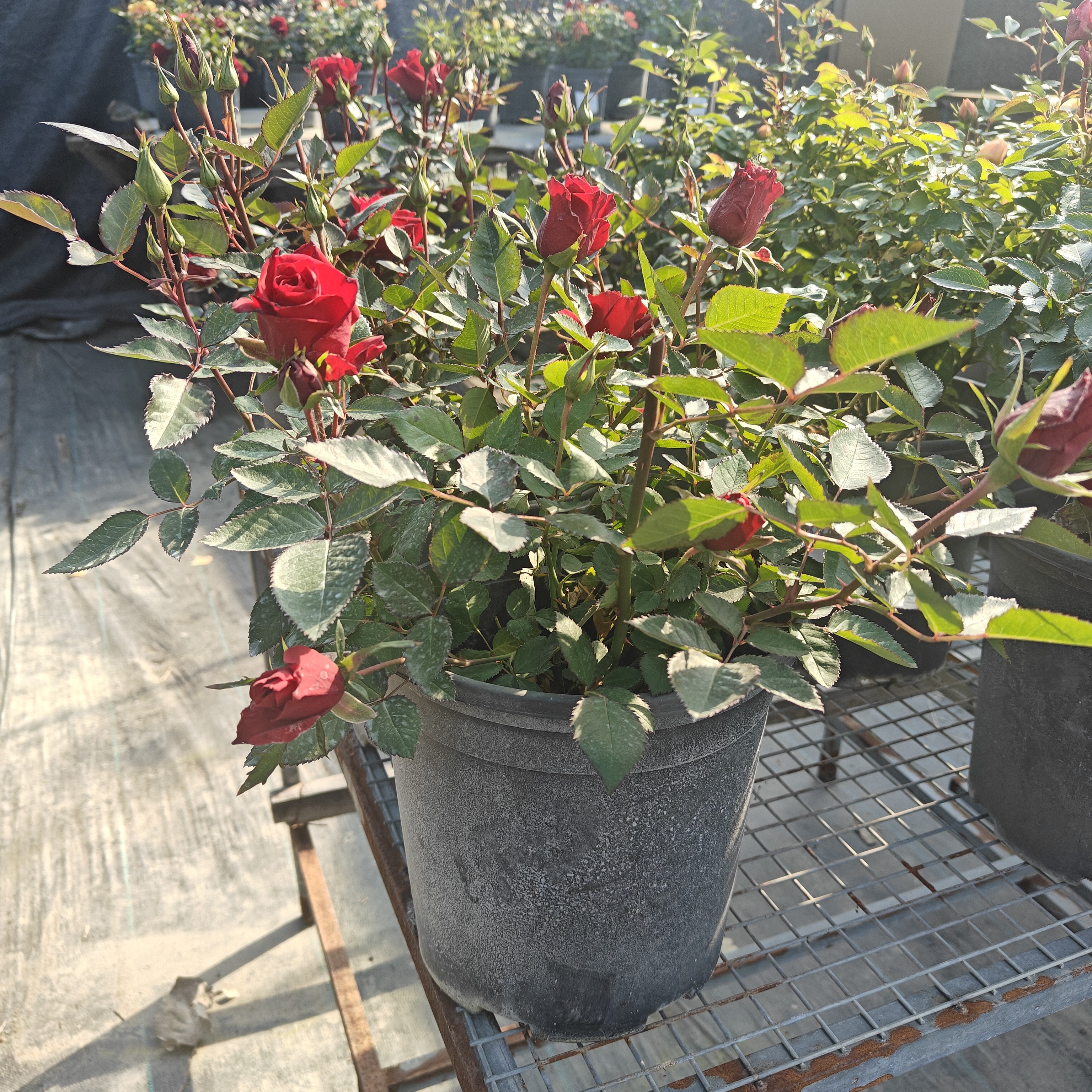 中国红玫瑰花月季大花四季开花带花苞阳台庭院盆栽地栽好养活