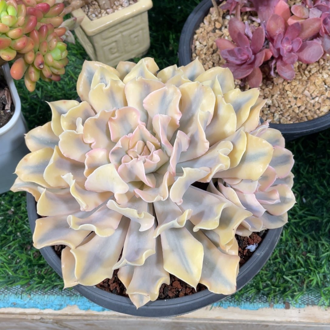 利比里亚锦冠幅17 公分一物一拍