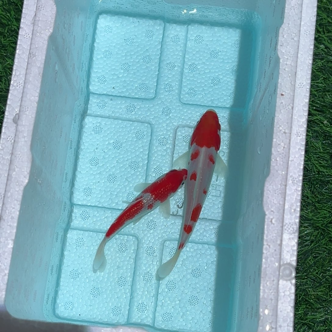 i***.海水鱼锦鲤观赏鱼锦鲤